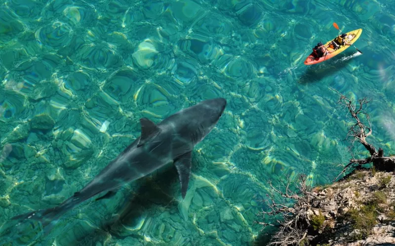 label[0]['#context'].value